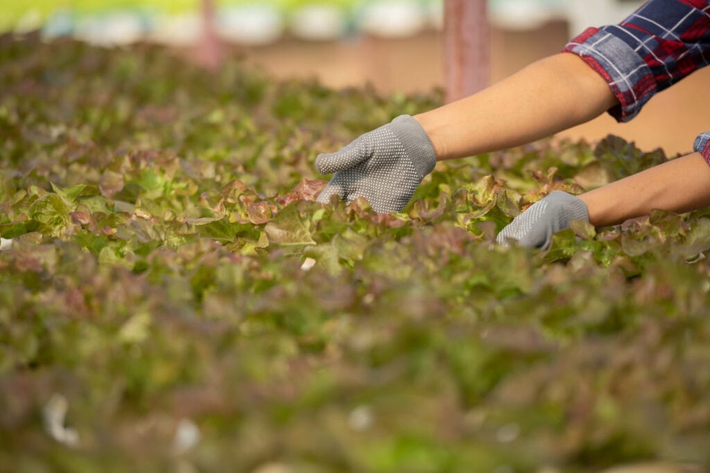 asian woman farmers working vegetables hydroponic farm with happiness portrait woman farmer checking quality green salad vegetable with smile green house farm scaled
